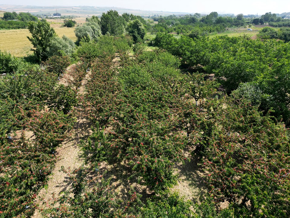 Tekirdağ kirazında 'rekor' verim bekleniyor