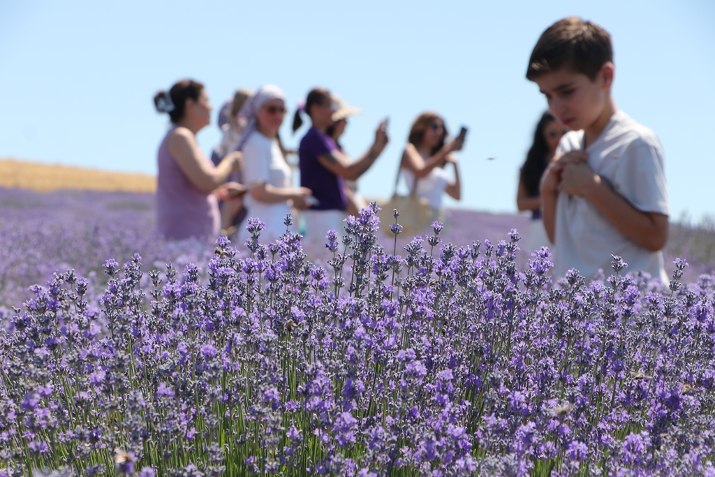 Tekirdağ'daki lavanta tarlaları, mor renge bürünen görüntüsü ve hoş kokusuyla yerli ve yabancı turistlerin ilgisini çekerek kent turizmine katkı sağlıyor.