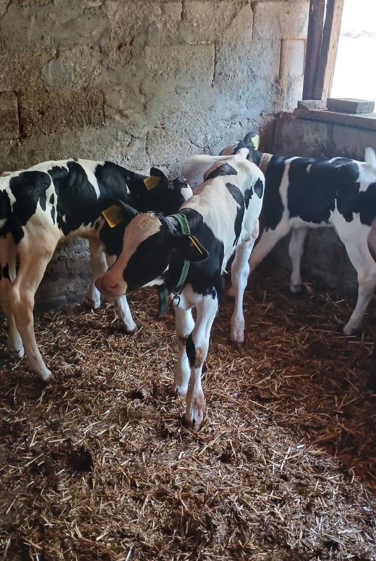 Edirne'nin Küçükdöllük köyünde besicilik yapan Zeki Pamuk’un Holstein ırkı ineği üçüz buzağı doğurdu.