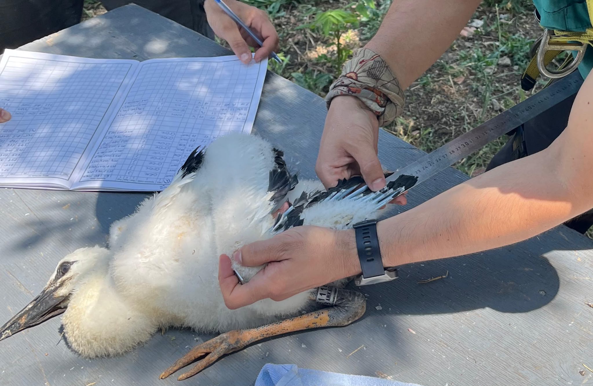 Trakya Elektrik Dağıtım A.Ş. (TREDAŞ) ve Doğa Koruma ve Milli Parklar (DKMP) 1. Bölge Müdürlüğü iş birliğiyle hayata geçirilen 