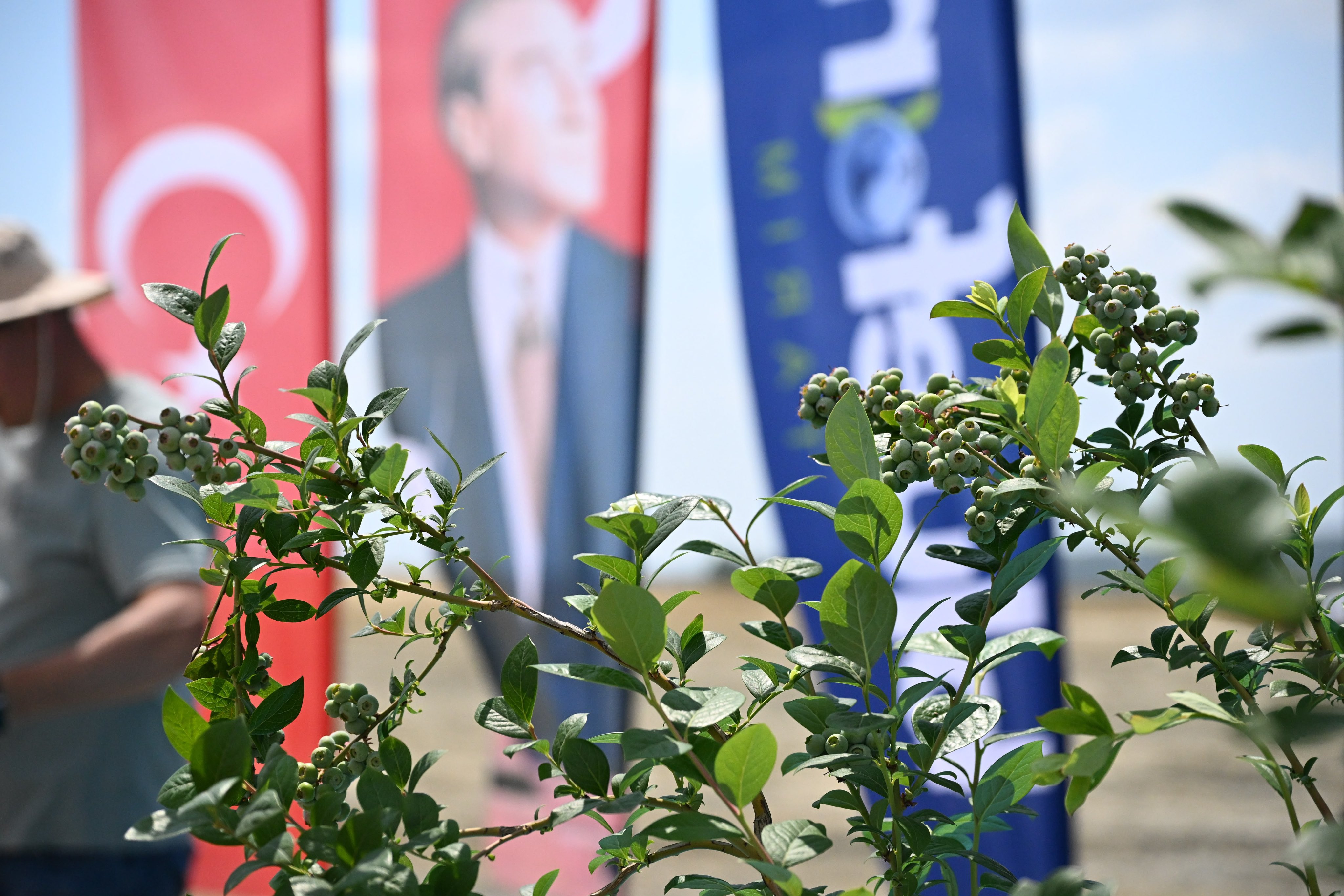 DCT Trading'in bağlı ortaklığı Bluefarm Tarım Teknolojileri ve Üretim AŞ, Edirne'nin İpsala ilçesinde 4,5 milyon avro yatırımla hayata geçireceği yüksek teknolojili yaban mersini üretim çiftliğini tanıttı.