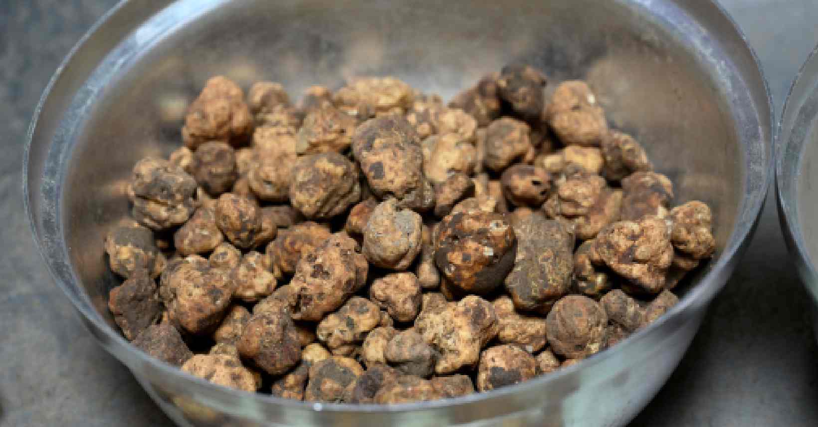 Türkiye'den topladığı trüf mantarlarını Avrupa'ya gönderiyor