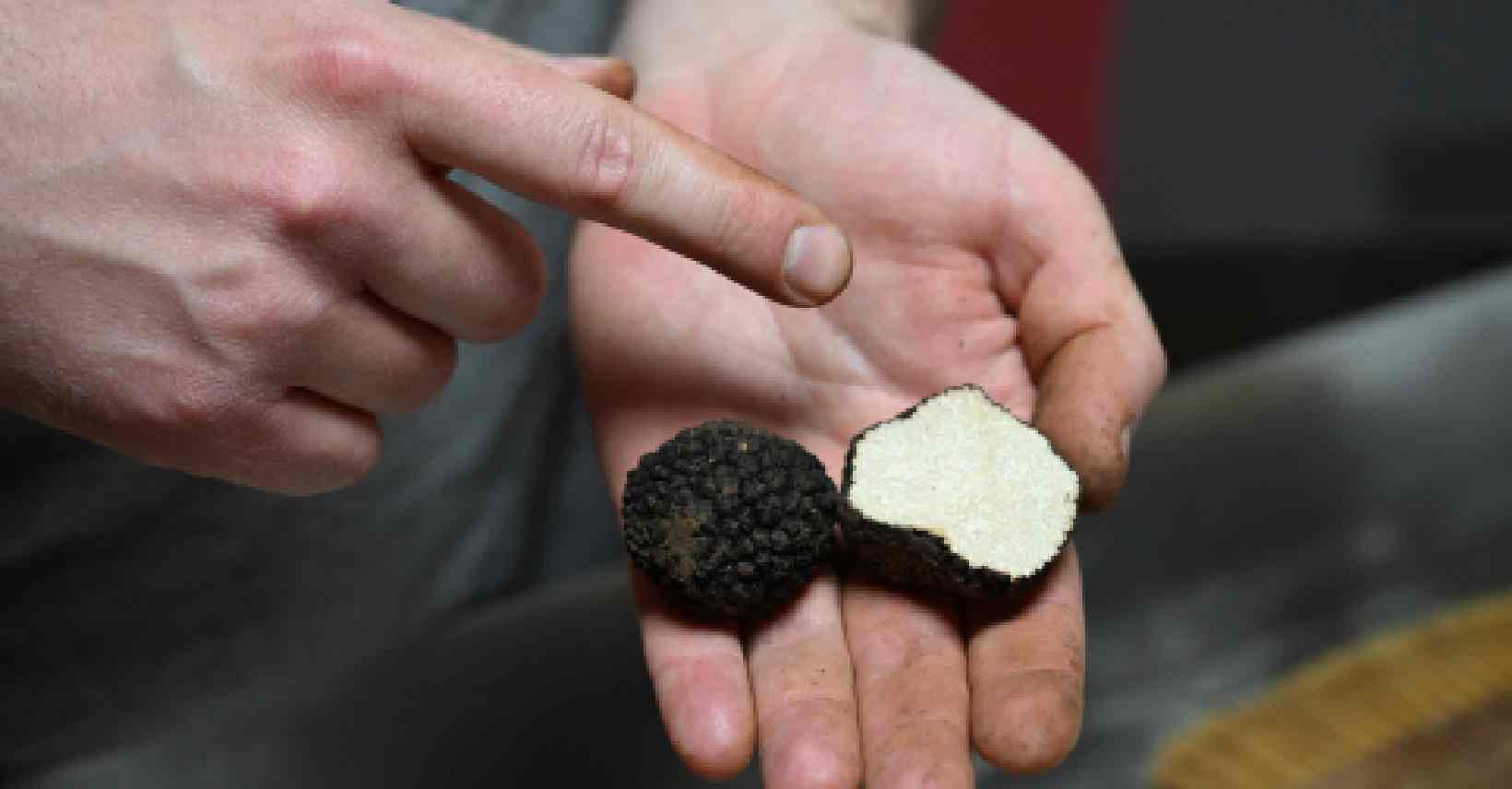 Türkiye'den topladığı trüf mantarlarını Avrupa'ya gönderiyor