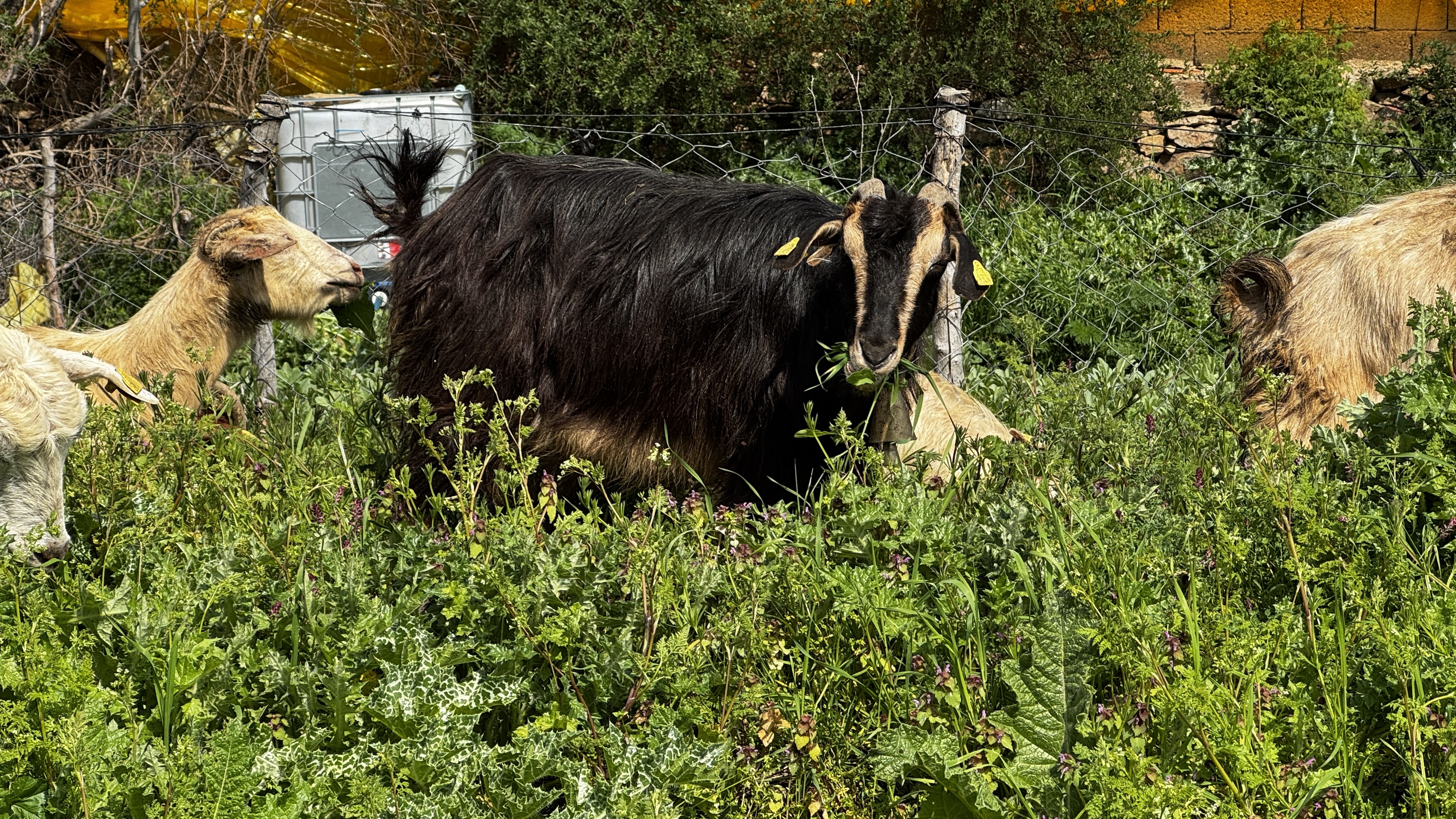 Türkiye'de ıslah projeleri yerli keçi ırklarında sayıyı artırıyor