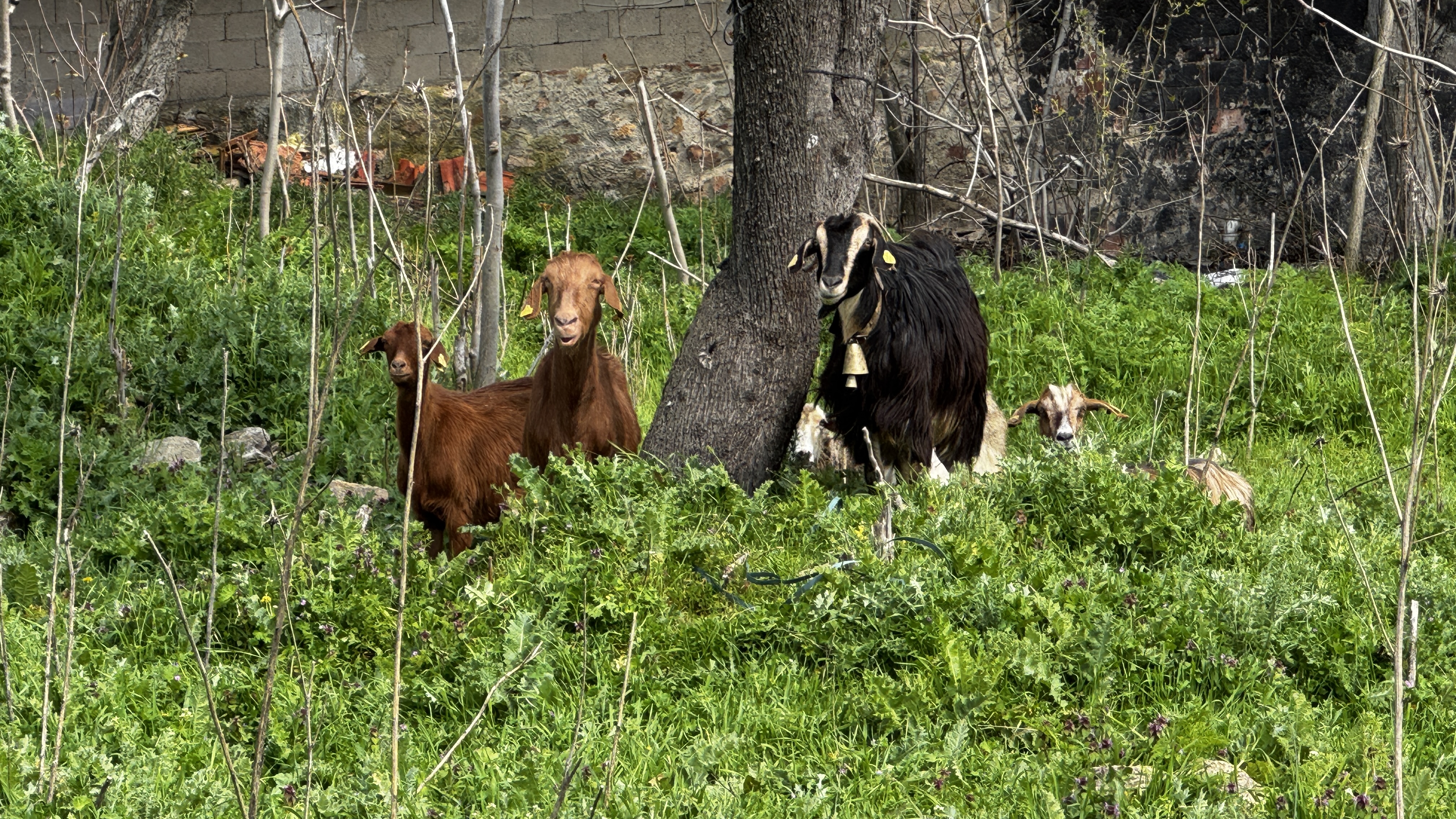 Türkiye'de ıslah projeleri yerli keçi ırklarında sayıyı artırıyor