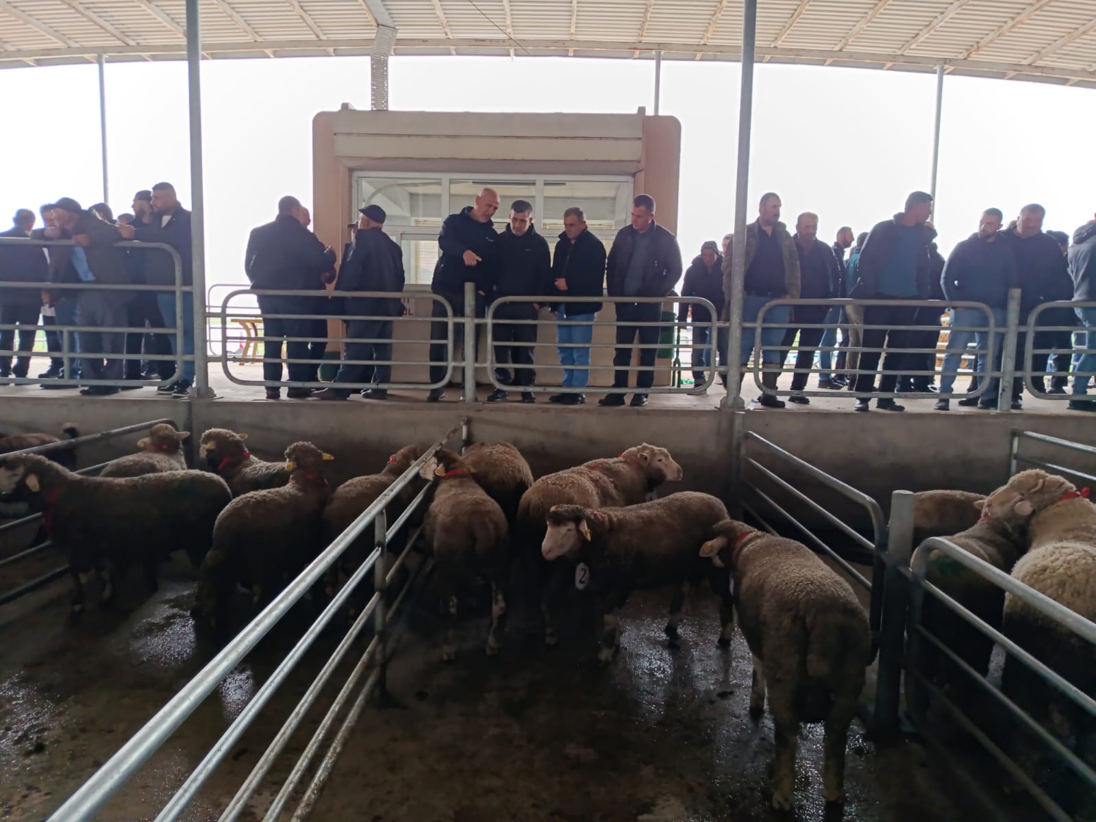 Koç ve Tekeler Yarıştı: Edirne’de Büyük Mezat