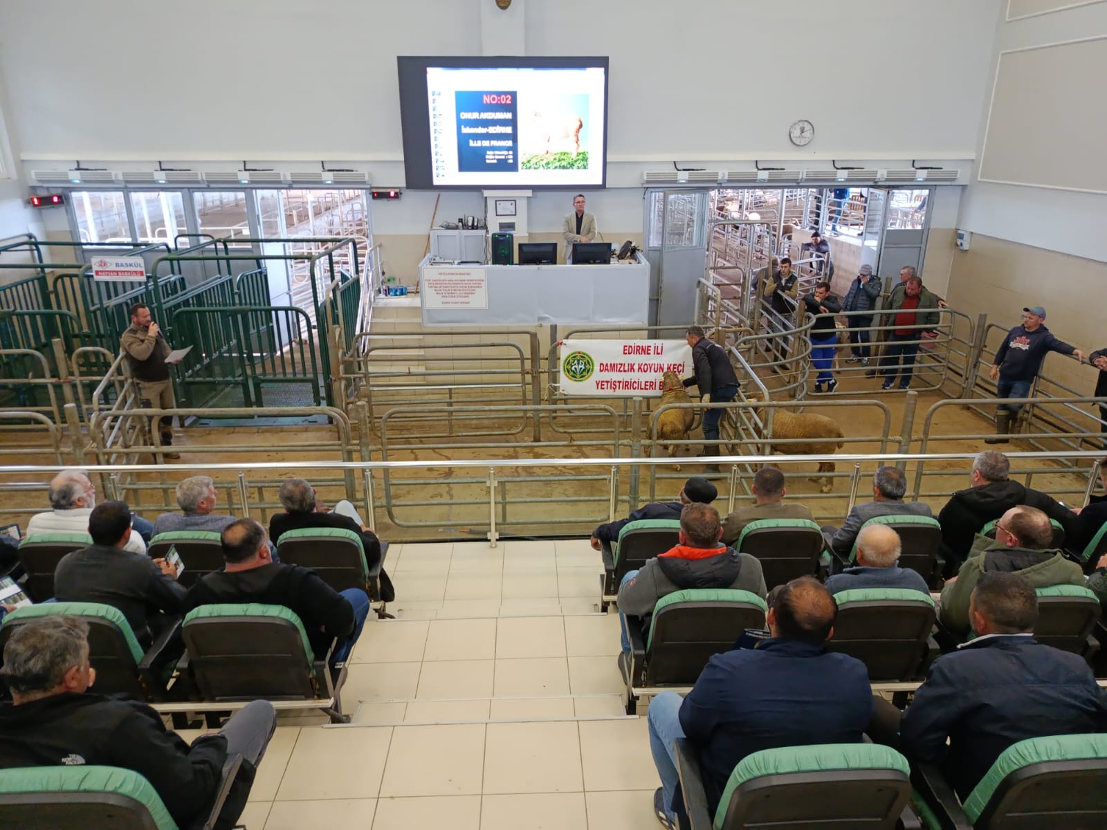 Koç ve Tekeler Yarıştı: Edirne’de Büyük Mezat