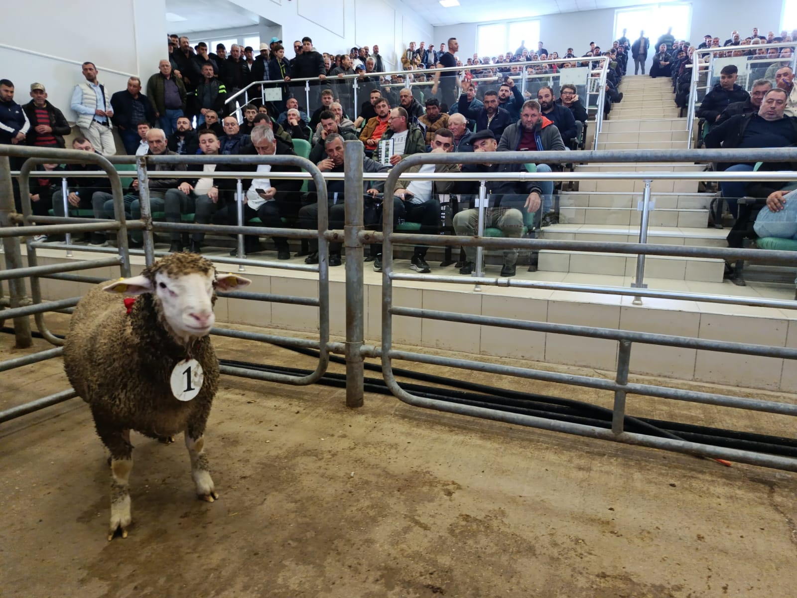 Koç ve Tekeler Yarıştı: Edirne’de Büyük Mezat