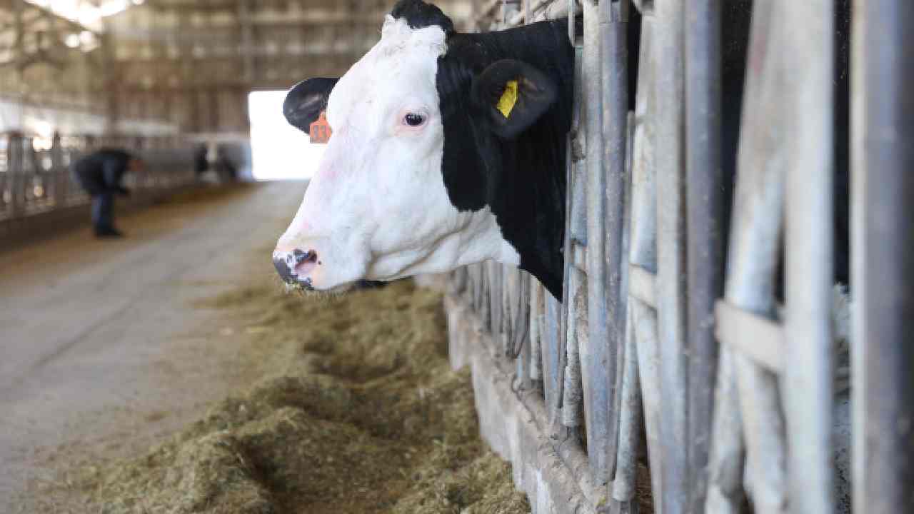 Hibeyle gelen süt artışı