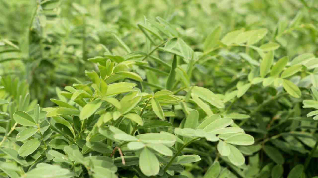 Tekirdağ’da geliştirilen yerli korunga “NKÜ Efsane” adıyla tescillendi