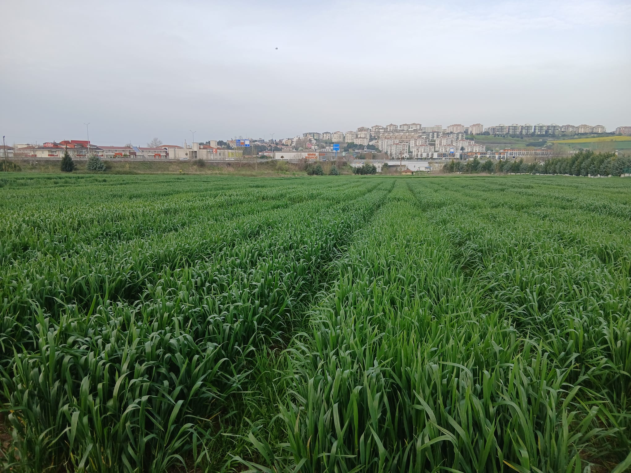 Kuraklığa karşı erken ekim çözümü öne çıkıyor