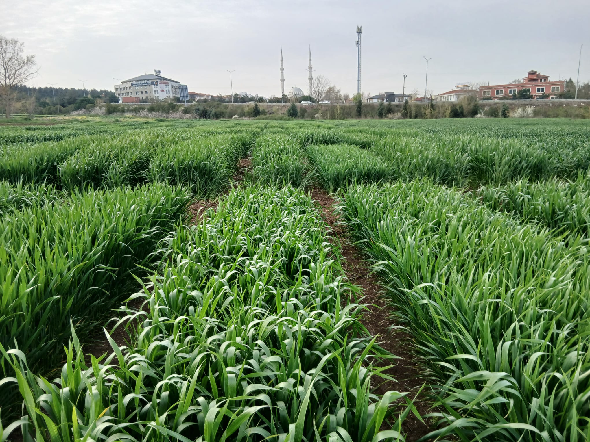 Kuraklığa karşı erken ekim çözümü öne çıkıyor