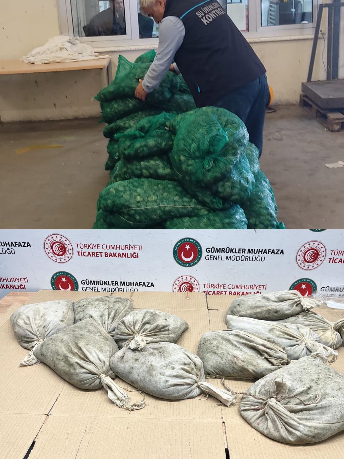 Kapıkule'de 760 kilogram kum midyesi ele geçirildi