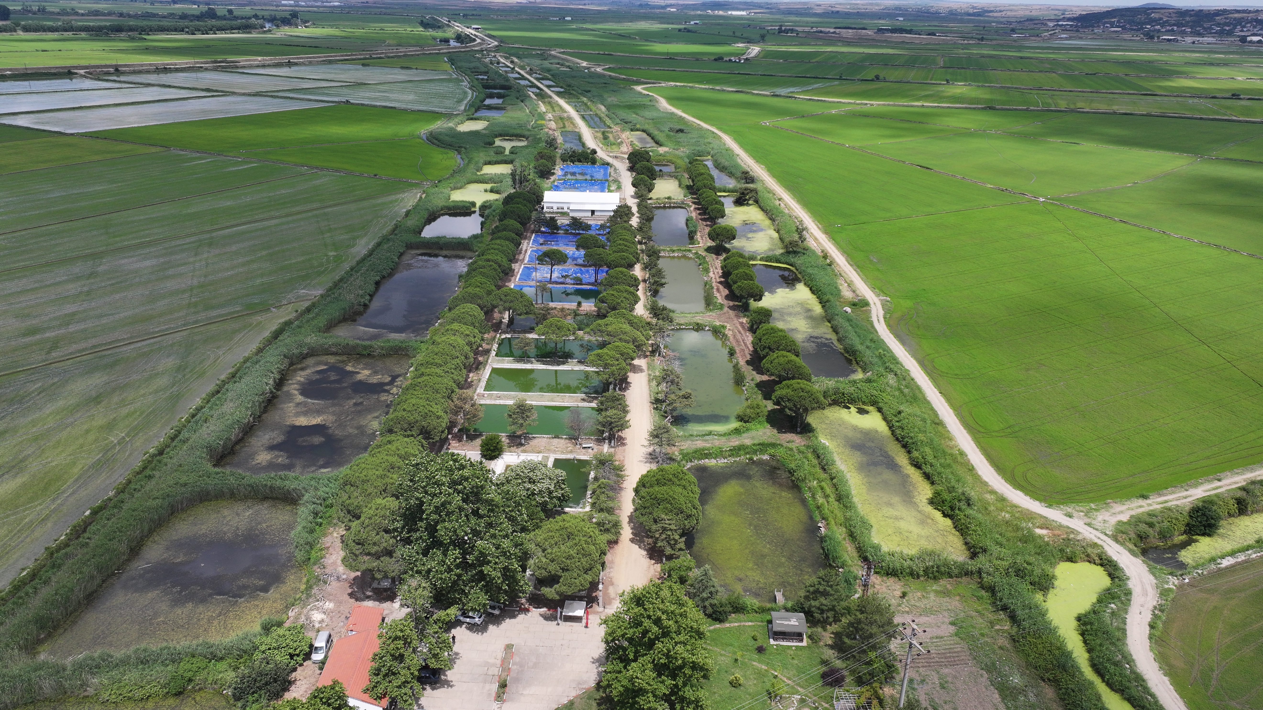 Edirne'de üretilen 40 milyon sazan bölgedeki sularla buluştu