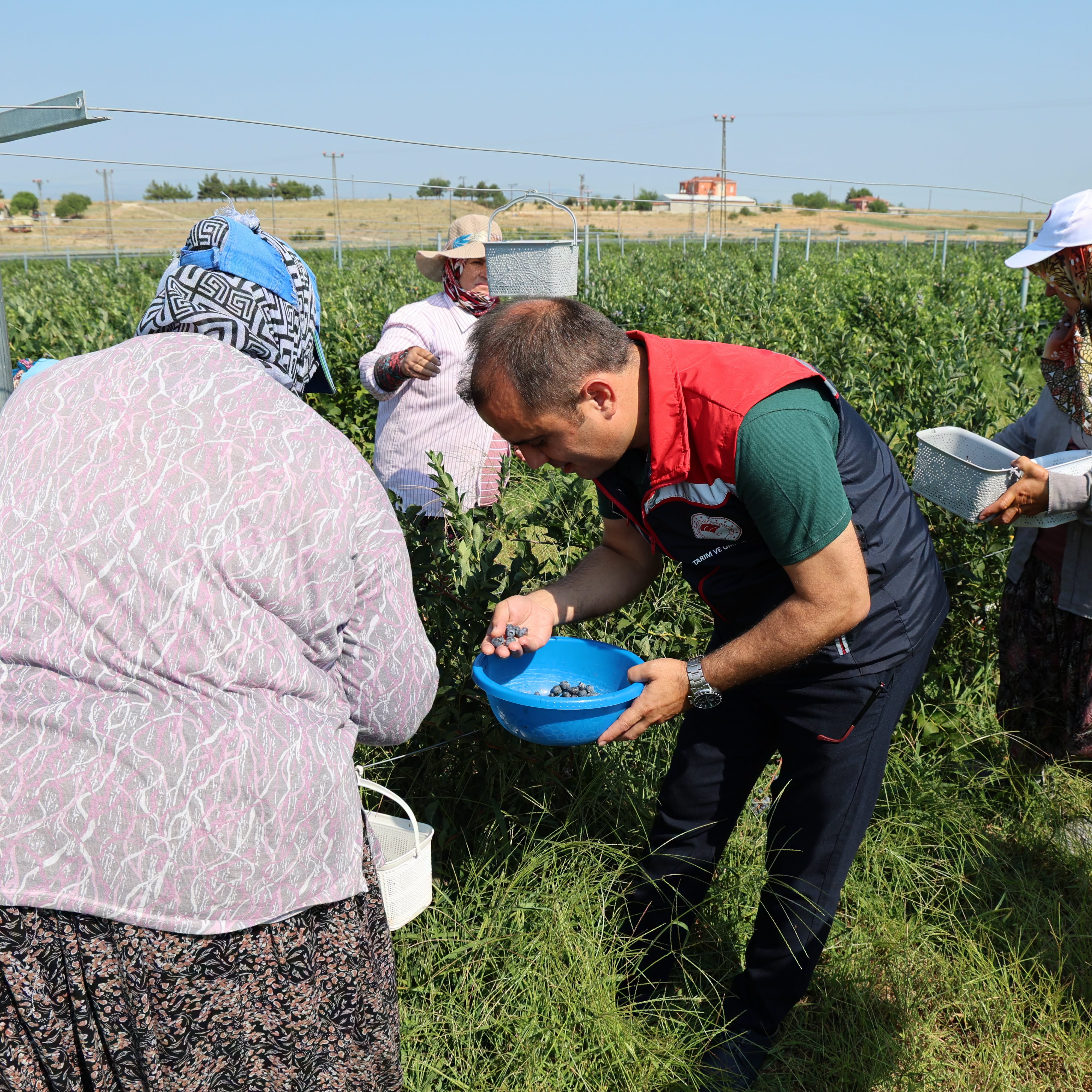 Edirne’de Yaban Mersini Hasadı Başladı: Alternatif Tarım’da Yaygınlaşıyor @