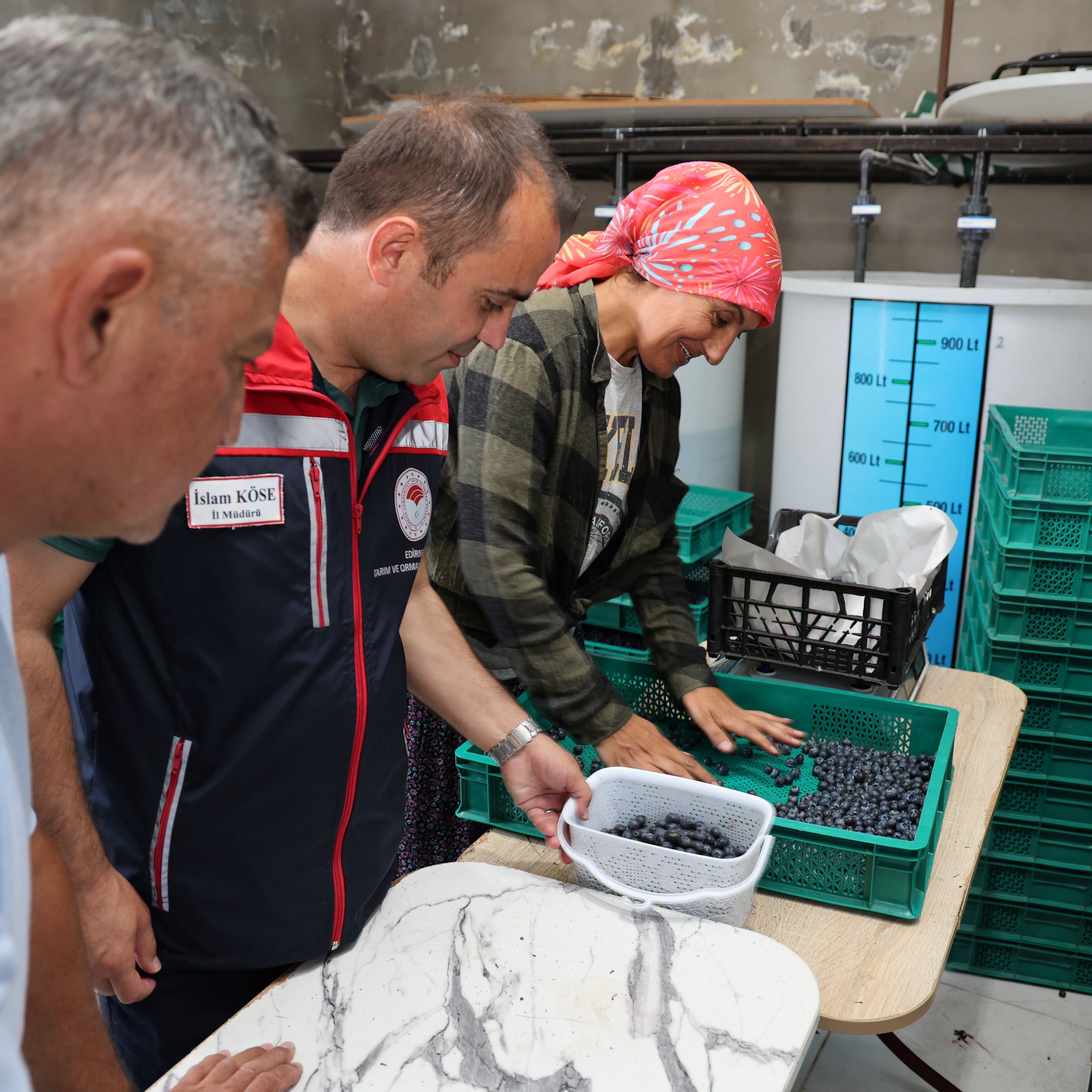 Edirne’de Yaban Mersini Hasadı Başladı: Alternatif Tarım’da Yaygınlaşıyor @