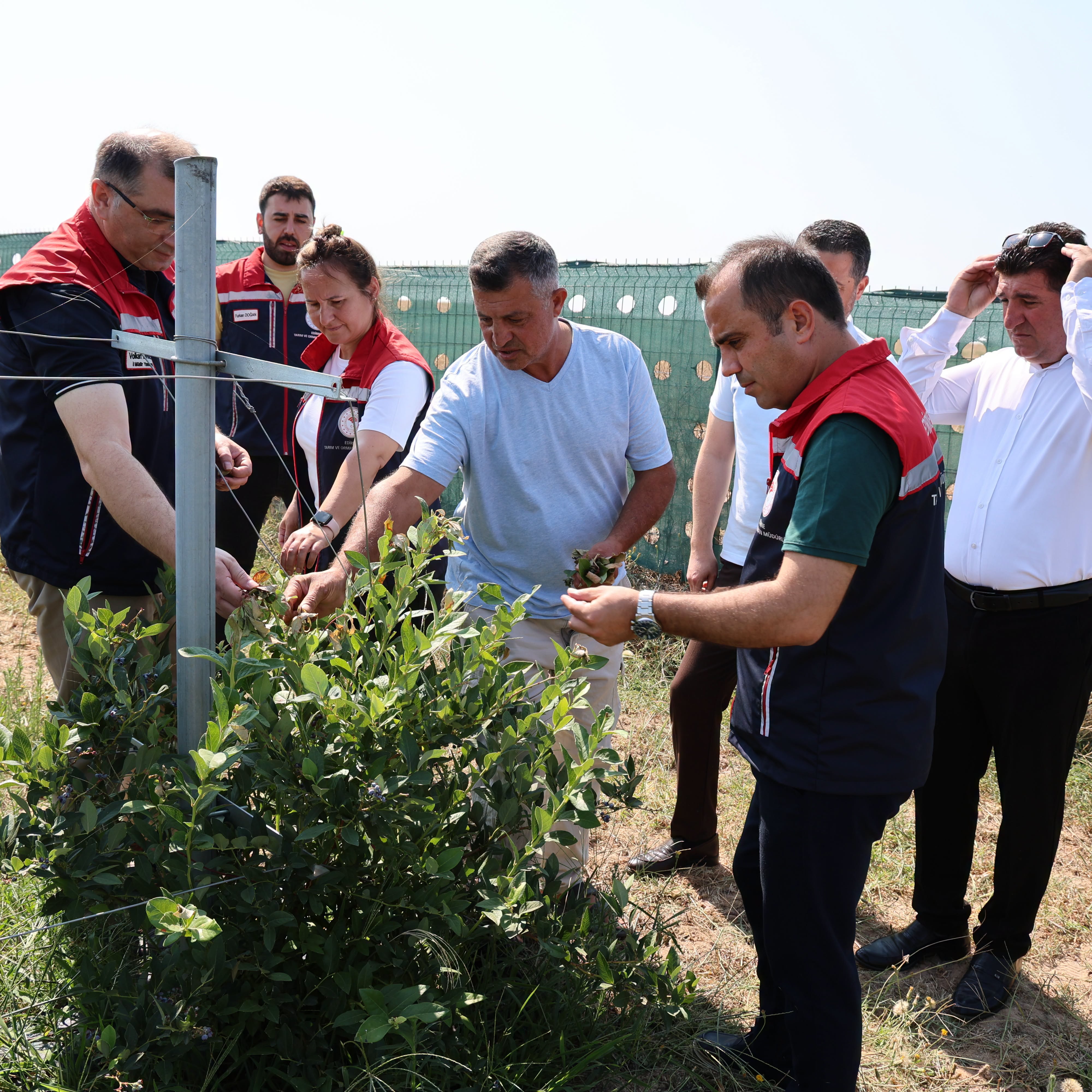Edirne’de Yaban Mersini Hasadı Başladı: Alternatif Tarım’da Yaygınlaşıyor @